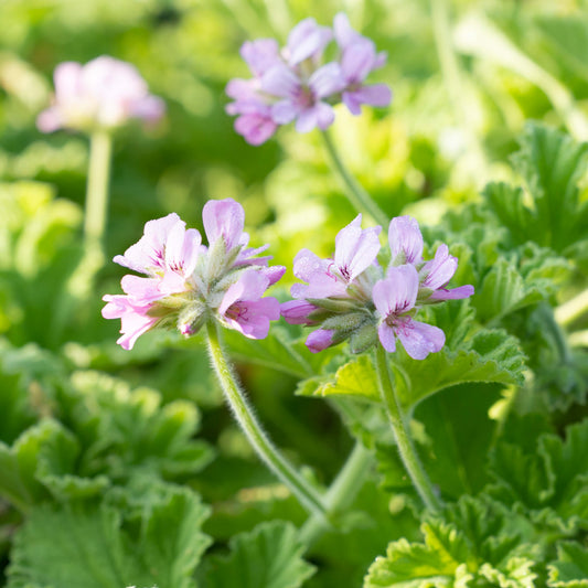 Pelargoniums: The Joyful Cottage Garden Plant You Need This Spring